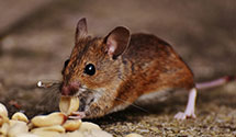 24 Hour & Emergency Exterminators in Woodbury, NJ